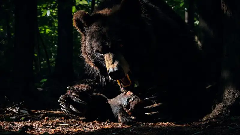 Un oso poderoso atrapa su presa